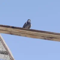 کبوتر زاغ نر ماده