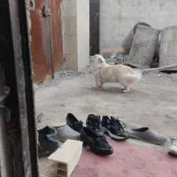 سگ خانگی|سگ|نسیم‌شهر, |دیوار