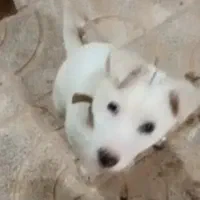 هاسکی یک ساله