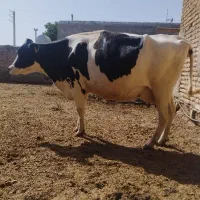 گاو شیری