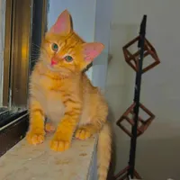گربه مصری|گربه|کلارآباد, |دیوار