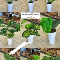 انواع درختچه،بنسای،ریسه،گلدانهای تزئینی|گل مصنوعی|تبریز, |دیوار