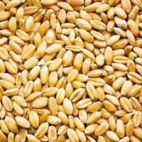 گندم دیم رزن