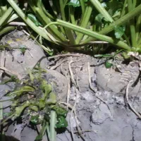 چغندر قند|خوردنی و آشامیدنی|سیلاخور, |دیوار