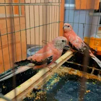 یک جفت نئو فوما رزبورک|پرنده|قرچک, زیبا شهر|دیوار