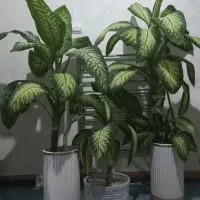 گل های بسیار زیبا|گل و گیاه طبیعی|چهاردانگه (تهران), |دیوار