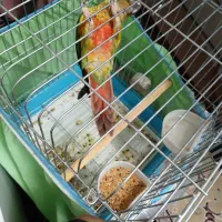 طوطی گیرینچیک|پرنده|شیراز, تندگویان|دیوار