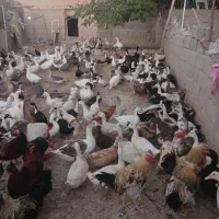 فروش غاز|حیوانات مزرعه|شاهین دژ, |دیوار