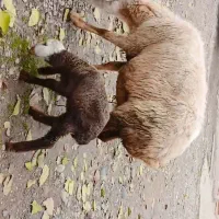 گوسفندبره دار