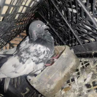 یه جفت کفتر پاکستانی پرشی