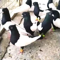 رنگه کفتر پرش