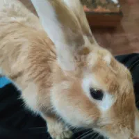 خرگوش بامزه