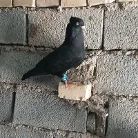 کبوتر زاغ آبادانی نر
