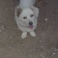 حیوان خانگی