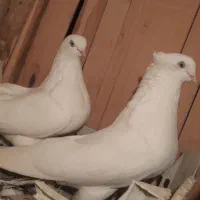 کبوتر قناری