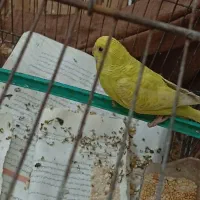 مرغ عشق ماده|پرنده|خرمشهر, |دیوار