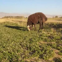 بره نر چاق مخصوص قصابی (سربریدن ) فروش فوری