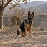 سگ ژرمن ماده شولاین سیبل نگهبان