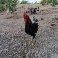 دوعددخروس عربی|حیوانات مزرعه|اهواز, بهارستان|دیوار
