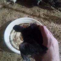 مرغ گلین کوپ با 12 عدد جوجه گلین یک ماهه