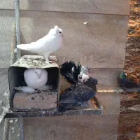 تعدادی  کبوتر و   پنج عدد مرغ و خروس|پرنده|عسگران, |دیوار