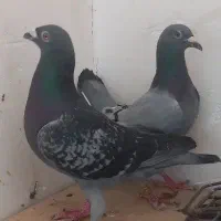 کبوتر نروماده
