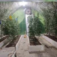 سازه گلخانه|عمدهفروشی|شیراز, شریفآباد|دیوار
