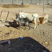 الاغ کره خر