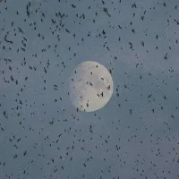 هدیه ۵۰۰۰۰ تومانی