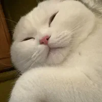 گربه نر برای جفت گیری