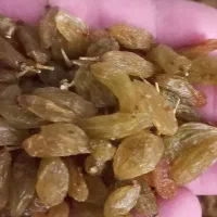 کشمش تازه بار امسال باغ