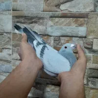 کبوتر کله زرد شاپورجان باختی کبوتر پرنده