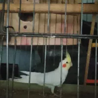 یک جفت  عروس هلندی
