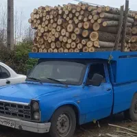 خرید چوب صنوبر و جنگلی