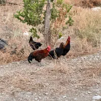 جوجه خروس محلی