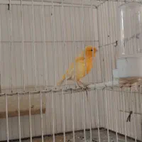 قناری ماده موزائیکی