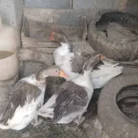 فروش غازبالغ|حیوانات مزرعه|شاهرود, |دیوار