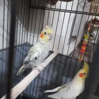 عروس هلندی نر و ماده صحیح و سالم