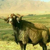 گوسفند زنده با قصاب|حیوانات مزرعه|قم, شاه ابراهیم|دیوار