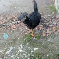 مرغ لاری فروشی