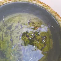 حراج گوپی نژاد دار