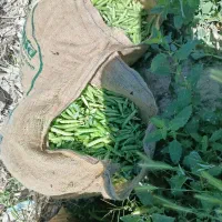 نخود فرنگی تازه چین