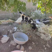 5تا اردک ۴تا ماده یک نر