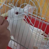 خرگوش|موش و خرگوش|تهران, تاکسیرانی|دیوار