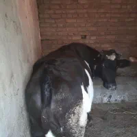 گوساله ماده