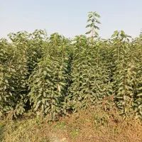 نهالونهالستان شناسه دار گیلاسی|خدمات باغبانی و درختکاری|گلبهار, نوبهار|دیوار