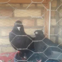 کبوتر رنگی|پرنده|سوسنگرد, |دیوار