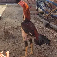 یک خروس ۱۵ماهه ودوتاجوجه ۷ماهه یک هم ۸ماهه|حیوانات مزرعه|شاهین دژ, |دیوار