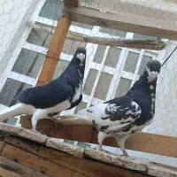 فروش دو جفت کفتر شهری یک جفت کله