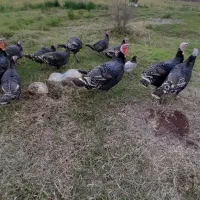 بوقلمون نر|حیوانات مزرعه|احمدسرگوراب, |دیوار